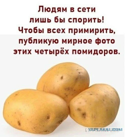 Людям в сети лишь бы спорить Чтобы всех примирить публикую мирное фото этих четырёх помидоров