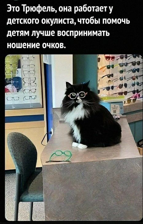 Это Трюфель она работаету детского окулиста чтобы помочь детям лучше воспринимать ношение очков