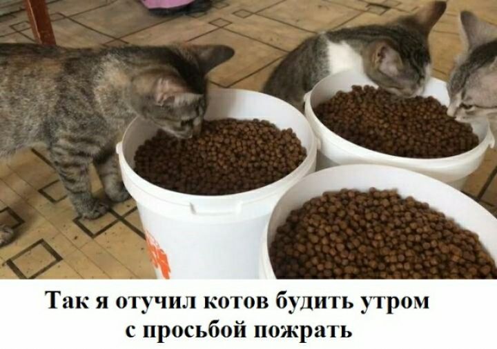я мучил ко он 6 с просьбой
