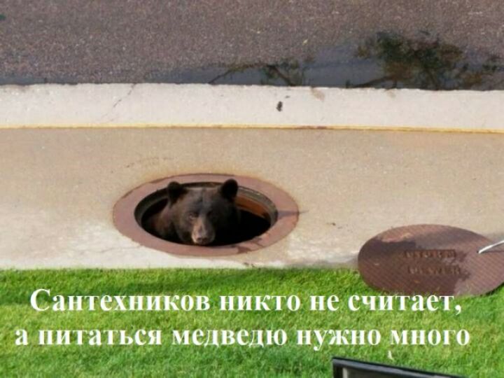 Сантехников никто не считает а питаться медведю нужно много жа