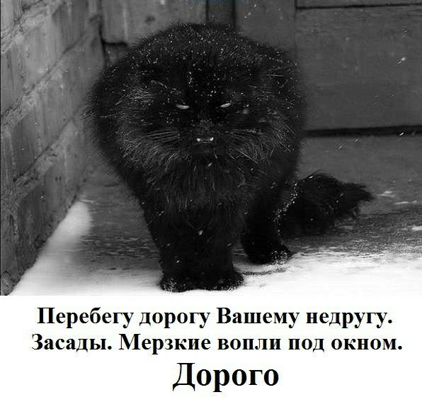 Перебегу дорогу Вашему недругу Засады Мерзкие вопли под окном Дорого