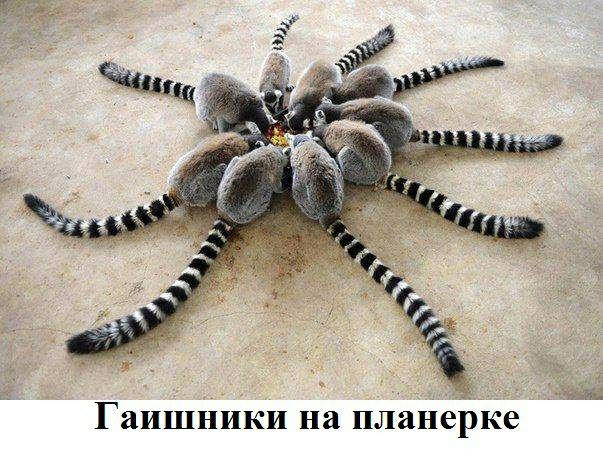 ГИПНИК на планерке