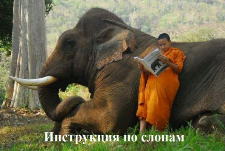 Ииструущядпо слонам
