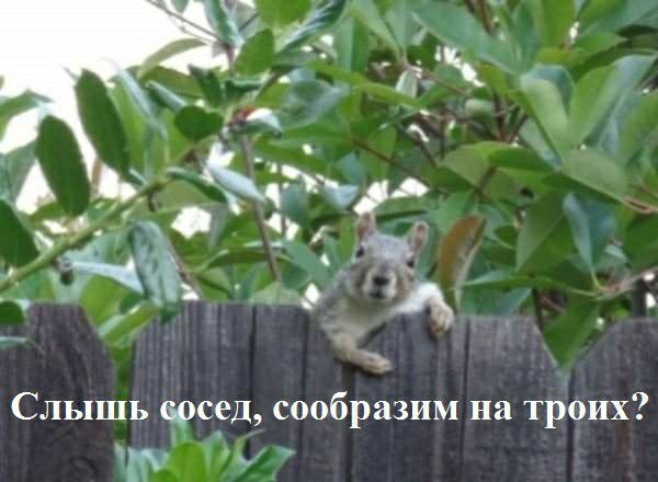 Слышь весел сообразим на троих 15