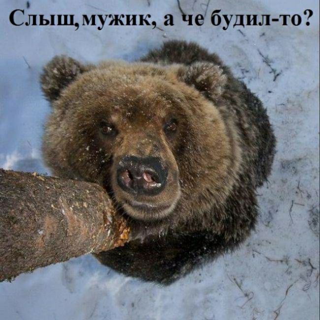 С31ыш мужи 1а16 будил то