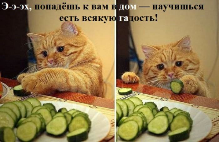 попыёшь к или мучиться ест ь всяк оп ь