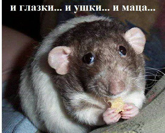 И глазки и ушки И маца