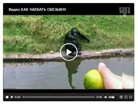 Видео км ндшгь овезьяну