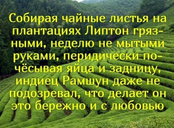 Собирая чайные листья на плантациях Липтон гряз ными неделю нем цмц руками пе Ёна чесываяа заднйцу индиец РамщУн даЖе не подозревал что делает он это бережно и с любовью