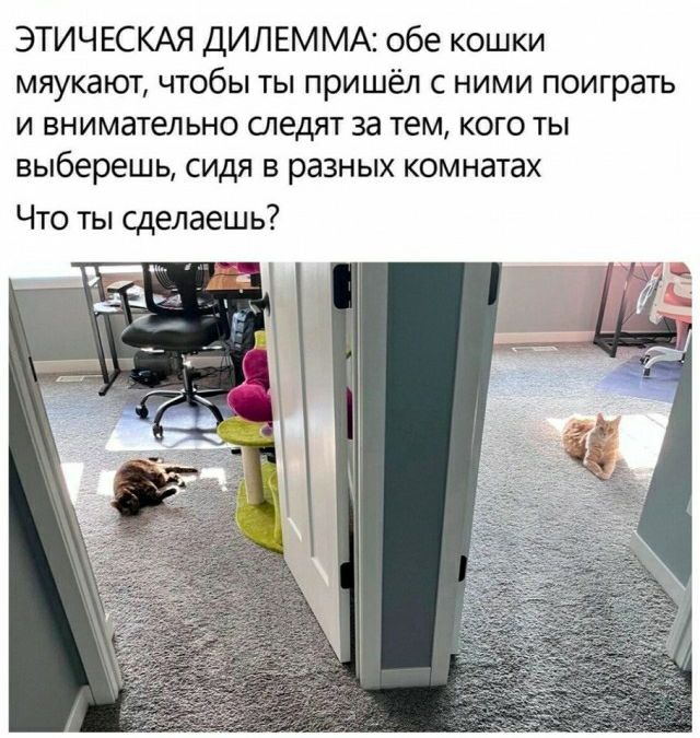 ЭТИЧЕСКАЯ ДИЛЕММК обе кошки МЯУКЗЮТ ЧТОбЫ ТЫ ПрИШЁі С НИМИ поиграть И ВНИМЭТЕЛЬНО СЛЕДЯТ за ТЕМ КОГО ТЫ выберешь сидя в разных комнатах Что ты сделаешь