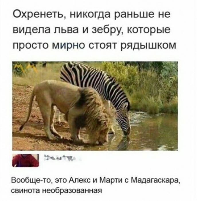 Охренеть никогда раньше не видела льва и зебрУ которые просто мирно СТОЯТ рядышком Вообщето это Алекс и Марти с Мадашжара СВИКОГЗ НЕОБРЗЗСШЗИНЗЯ