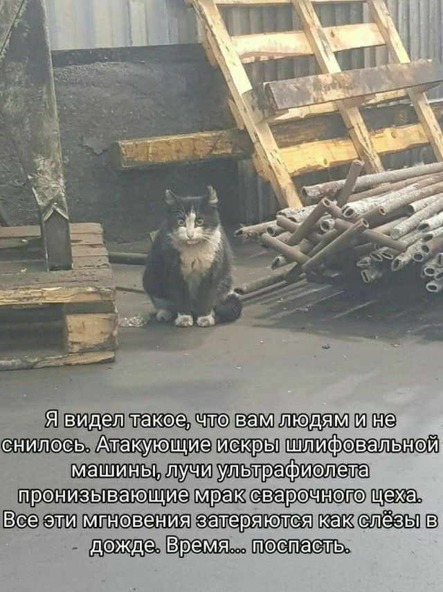 пщиш Ё