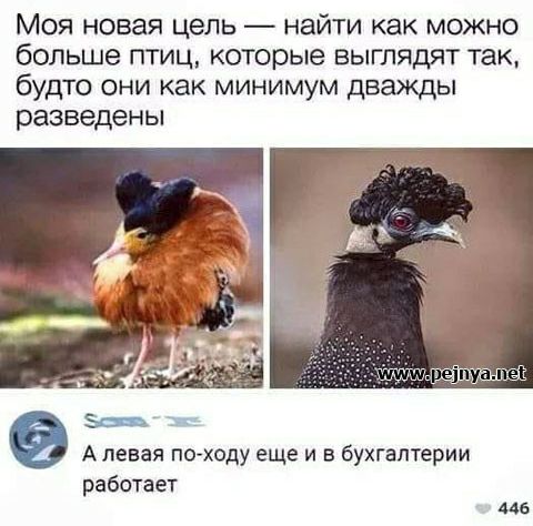 Моя новая цель найти как можно больше птиц которые выглядят так будто они как минимум дважды разведены А левая по ходу еще и в Бухгалтерии работает