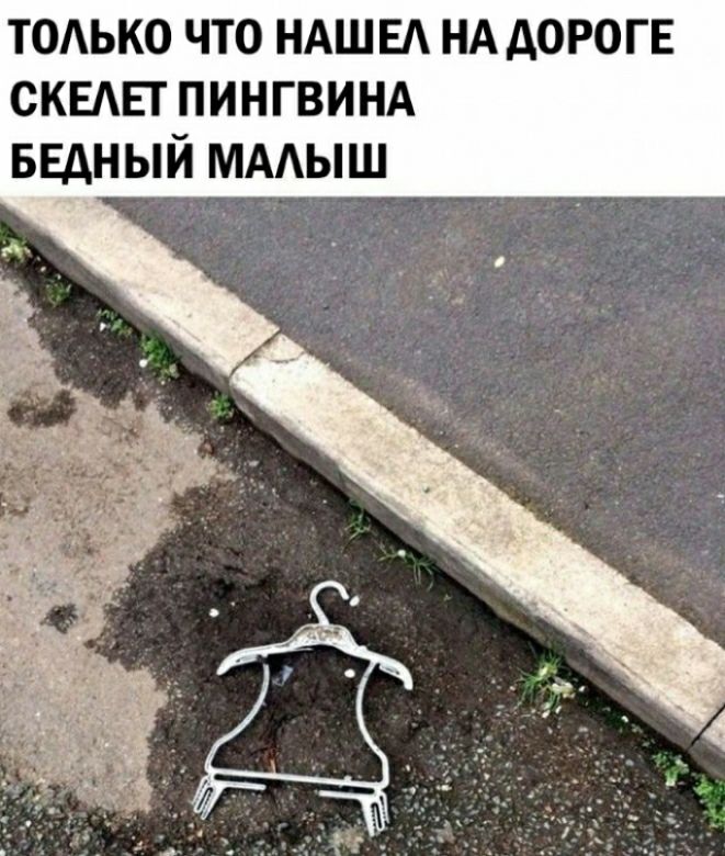ТОАЬКО ЧТО НАШЕ НА АОРОГЕ СКЕАЕГ ПИНГВИНА БЕДНЫЙ ммыш