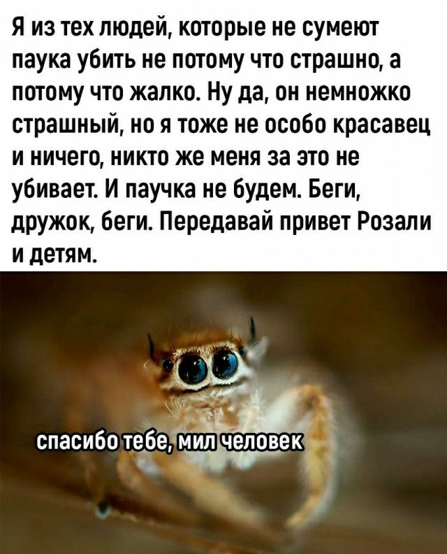 Я из тех людей которые не сумеют паука убить не потому что страшно а потому что жалко Ну да он немножко страшный но я тоже не особо красавец и ничего никто же меня за это не убивает И паучка не будем Беги дружок беги Передавай привет Розапи И ЛЕТЯМ