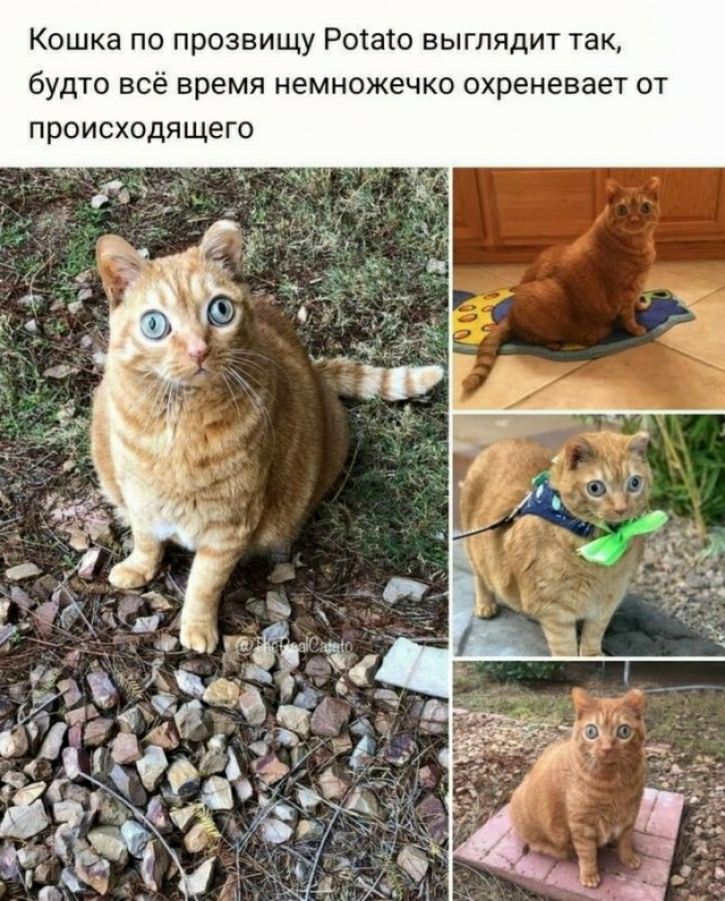 Кошка по прозвищу Ротаю выглядит так будто все время НЕМНОЖЕЧКП охреневает ОТ происходящего