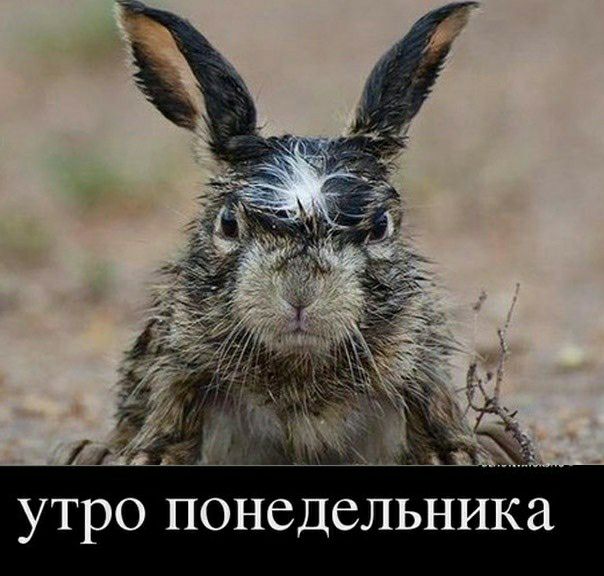 УТРО ПОНСДСЛЬНИКа