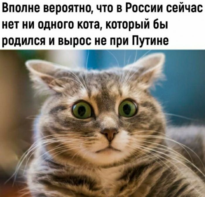 Вполне вероятно что в России сейчас нет ни одного кота который бы родился и вырос не при Путине