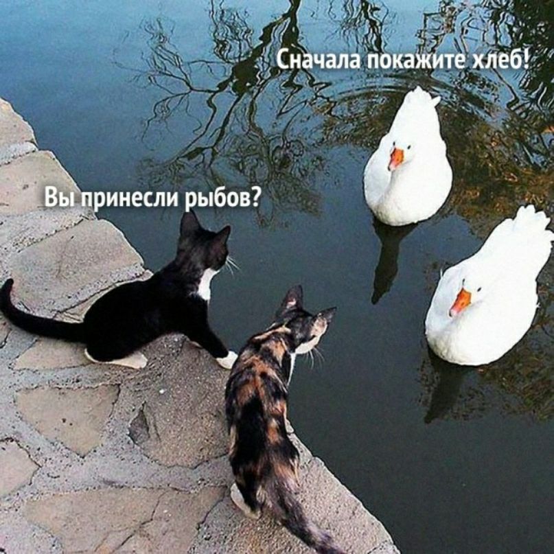 инеиіи рыбок