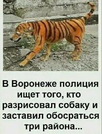 В Воронеже полиция ищет того кто разрисовал собаку и заставил обосраться три района