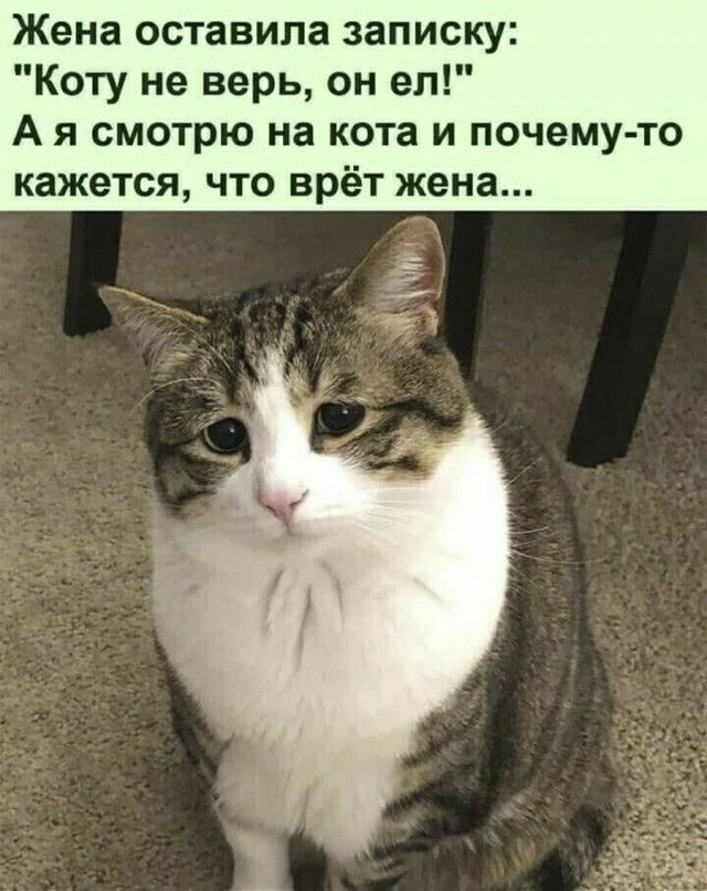 Жена оставила записку Коту не верь он ел А я смотрю на кота и почему то кажется что врёт жена