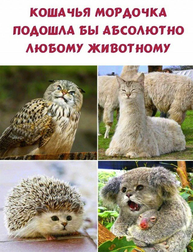 КОШАЧЬЯ МФЪПАОЧКД ПФАОШАА БЫ АБСОАЮТНО МФБОМУ КИВОТНОМУ