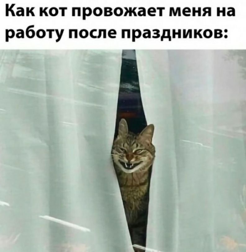 Как кот провожает меня на работу после праздников