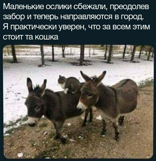 Маленькие ослики сбежали преодолев забор и теперь направляются в город Я праютдчески уверен что за всем этим СТОИТ та КОШКЗ зщ дд