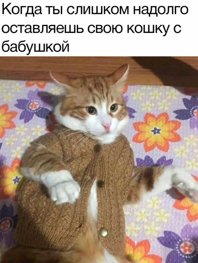 Когда ты слишком надолго оставляешь свою кошку с бабушкой