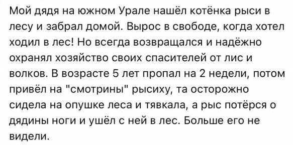 Мой дядя на южном Урале нашёл котёнка рыси в лесу и забрал домой Вырос в свободе огдв хтел ходил в лес Но всегда возвращался и надежно охранял хозяйство своих спасителей от пис и волков В возрата 5 лет пропал на 2 недели потм привёл на смотрин рысиху та осторожно сидела на опушке леса и тявкапа а рыс погёрся о дядины ноги и ушёл с ней в лес Больше его не видели