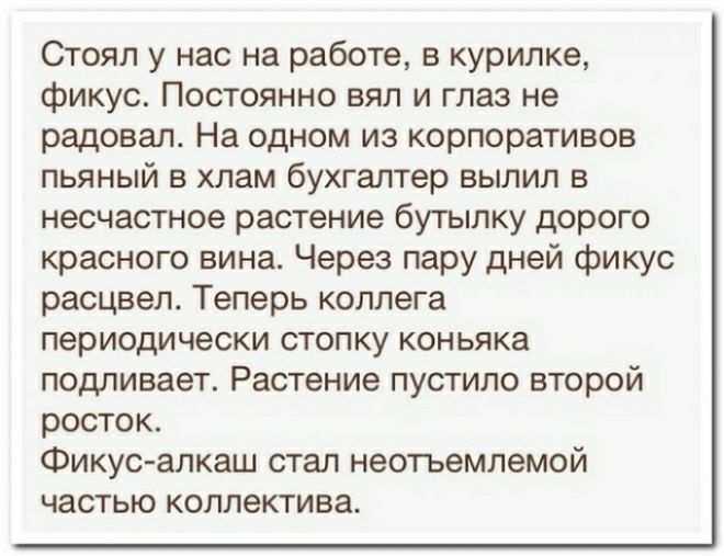 Стоял у нас на работе в курилке фикус Постоянно вял и глаз не радовал На одном из кооперативов пьяный в хлам бухгалтер выпил в несчастное растение бугылку дорого красного вина Через пару дней фикус расцвел Теперь коллега периодически стопку коньяка подливает Растение пустила второй росток Фикус алкаш стал неотъемлемой ЧЗСТЫО коллектива