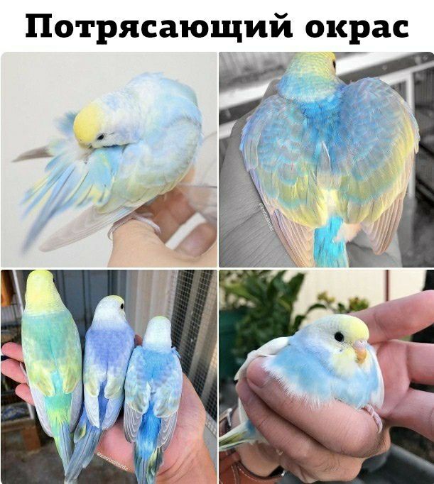 Потрясающий окрас