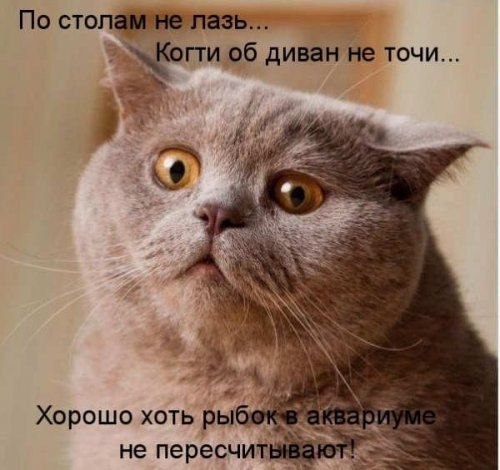 По стопщов лезь пгги об диван не точи Хорошо хоть ры не пересчит