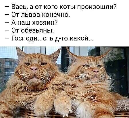 Вась а от кого коты произошли От львов конечно А наш хозяин От обезьяны Господистыд то како