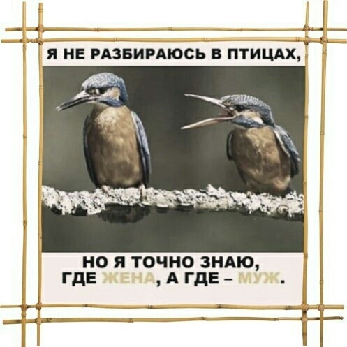 __4 _ _ _ __ А _ у_п__ Я НЕ РАЗБИРАЮСЬ Б ПТИЦАХ но я точно ЗНАЮ где А гдЕ _ Ъ