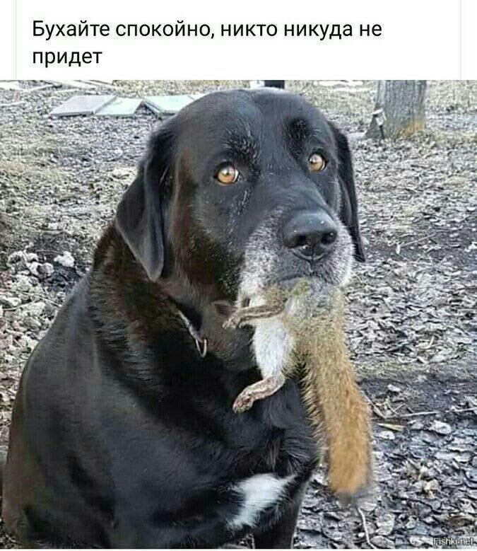 Бухайте спокойно никто никуда не придет