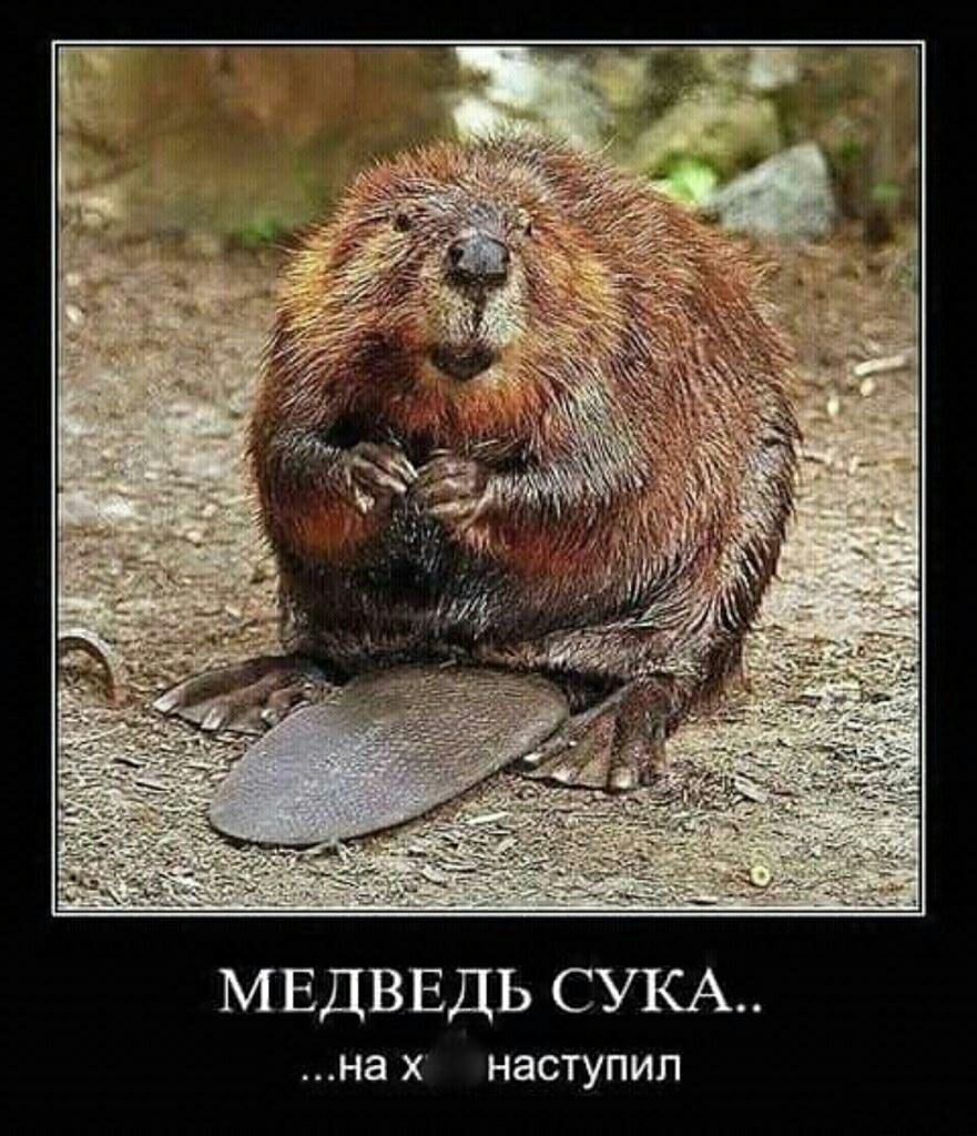 МЕДВЕДЬ СУКА на Х НЭСТУПИЛ