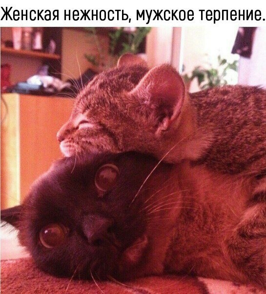 ЖБНСКЭЯ НВЖНОСТЬ МУЖСКОВ терпение