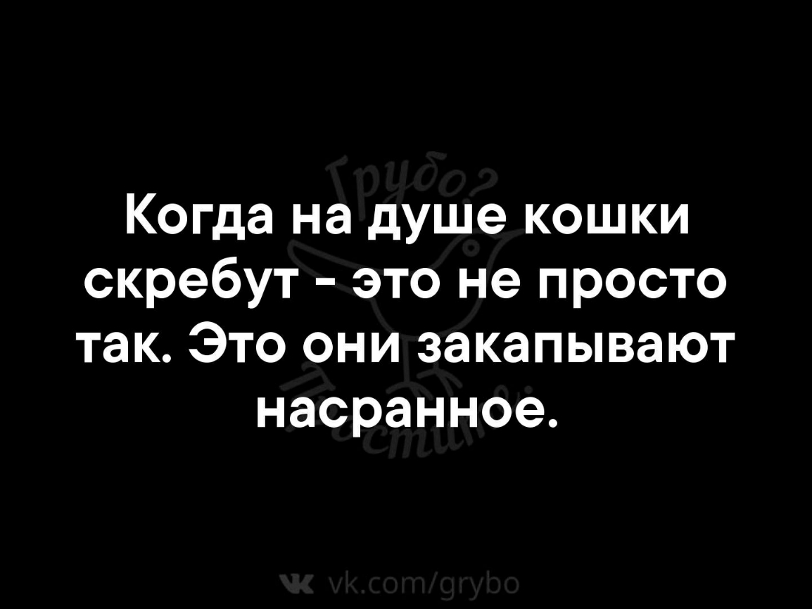 Когда на душе кошки скребут это не просто так Это они закапывают насранное