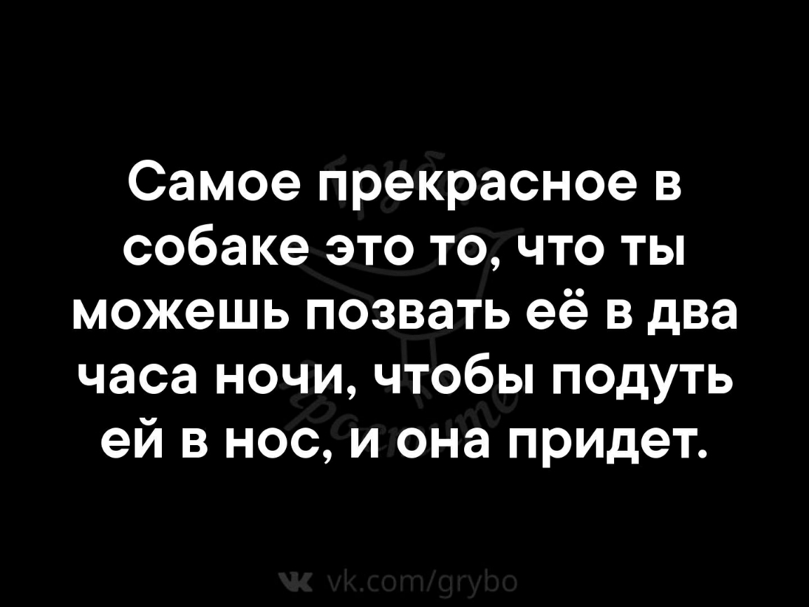 Самое прекрасное в собаке это то что ты можешь позвать её в два часа ночи чтобы подуть ей в нос и она придет