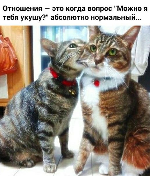 Отношения это когда вопрос Можно я тебя укушу абсолютно нормальный