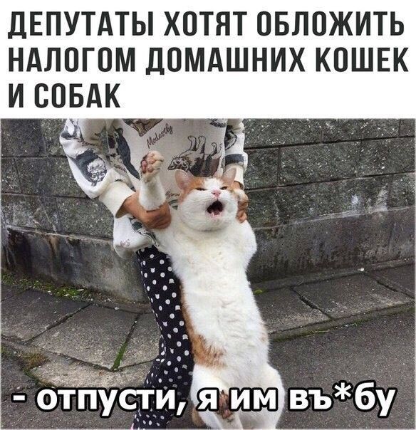 дЕПУТАТЫ ХОТЯТ ОБЛОЖИТЬ НАЛОГОМ ДОМАШНИХ КОШЕК И СОБАК