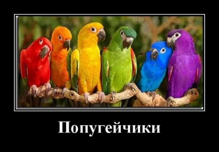 Попугейчики
