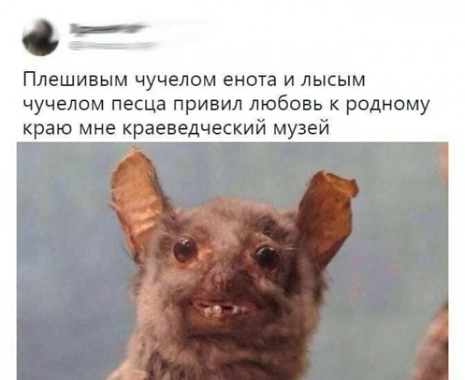 сэ Плешивым чучелом енота и лысым чучелом песца привил любовь к родному краю мне краеведческий музей