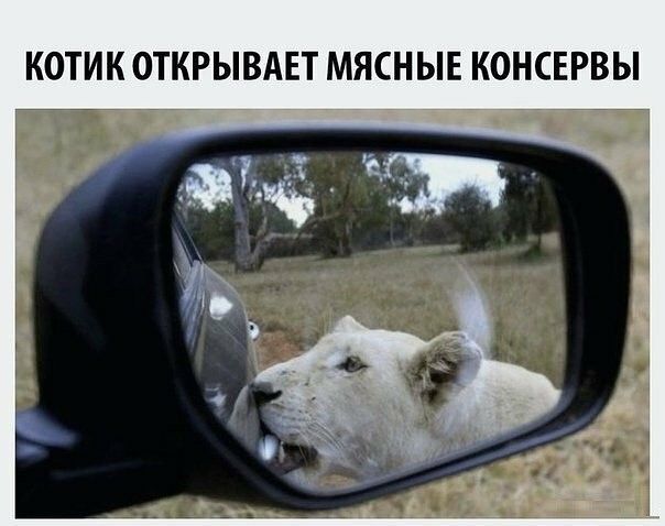 КОТИК ОТКРЫВАЕТ МЯСНЫЕ КОНСЕРВЫ