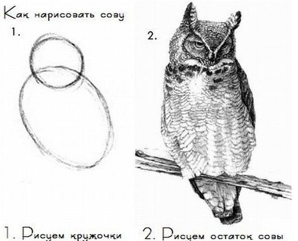 к 9 _ 1 Виана кружочки р стдток совы