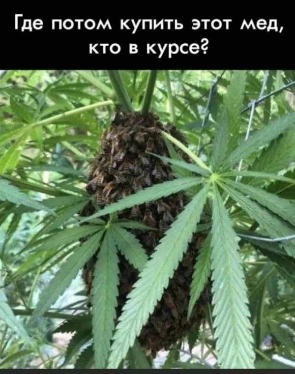 Где потом купить этот мед кто в курсе