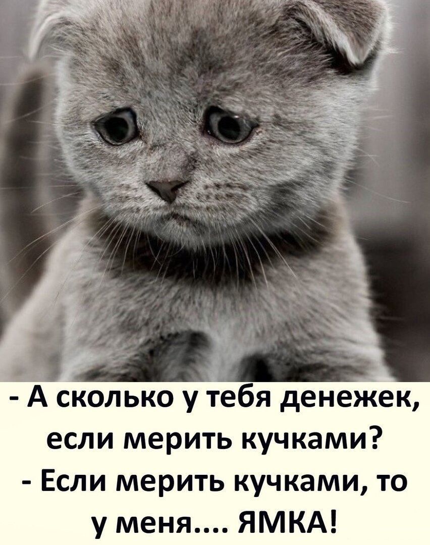 А сколько у тебя денежек если мерить кучками Если мерить кучками то у меня ЯМКА