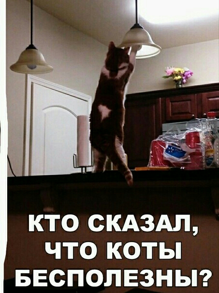 кто скдздл что коты Бесполезньп