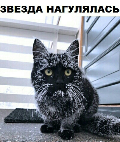 ЗВЕЗДА НАГУПЯПАСЬ